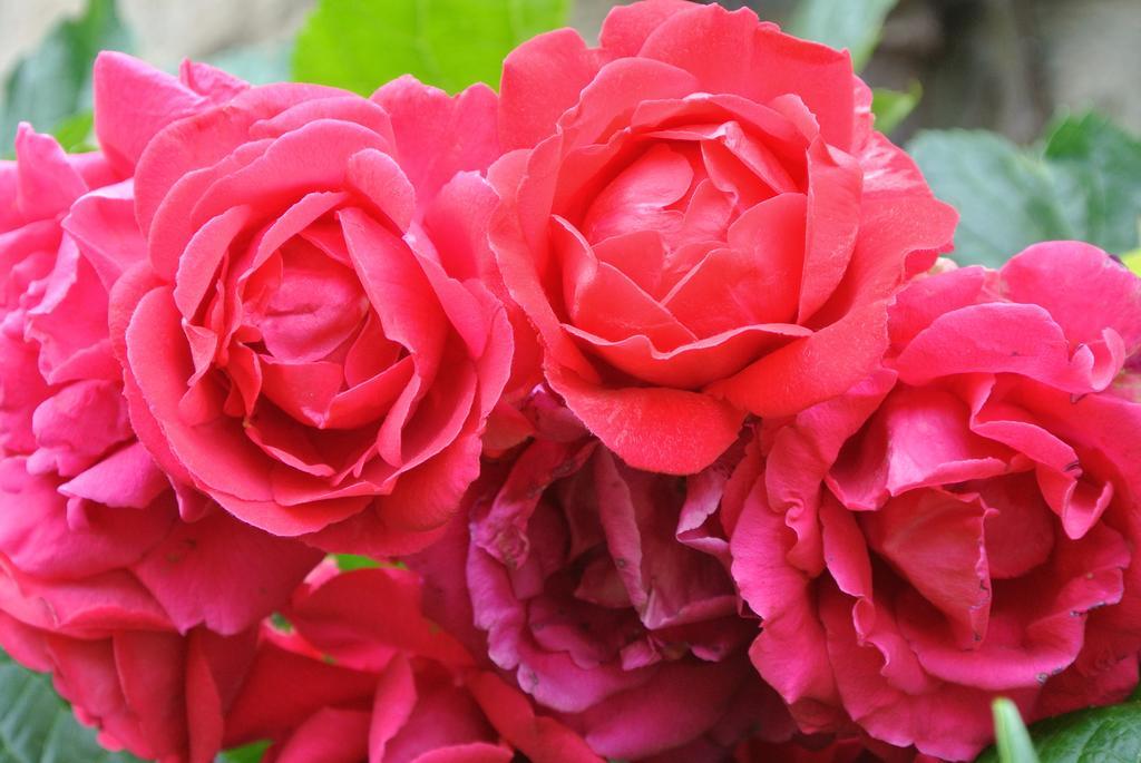 Domaine La Rose Bed & Breakfast Caylus Oda fotoğraf