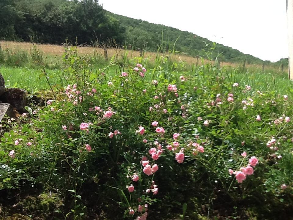 Domaine La Rose Bed & Breakfast Caylus Dış mekan fotoğraf